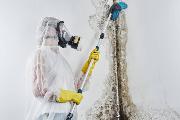 Best Mold Testing and Removal  in California, MO
