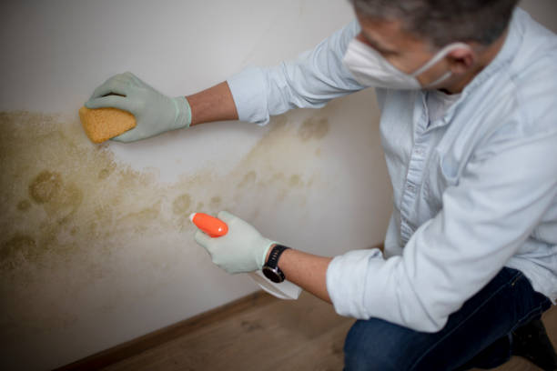 Certified Mold Removal in California, MO