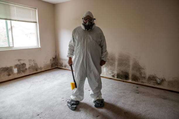 Best Attic Mold Removal  in California, MO